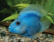 Попугай голубой 6-7см