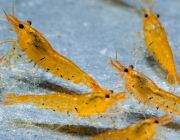 Креветка мандариновый тигр (SRS-2)