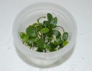 Анубиас нана (TC 16)