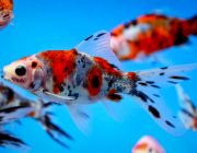 Шубункин 25-30см (CH09-S1)