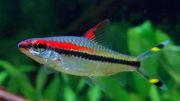 Барбус Денисони 5,5см