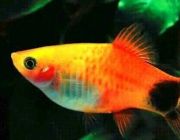 Пецилия Микки Маус яблоко 2,5см