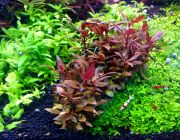 Альтернантера Рейнека мини (горшок) (PP 158)