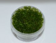 Хемиантус микрантемоидес (TC 31)