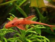 Лорикария красная 5см