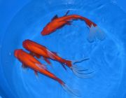 Комета красная 20-25см (CRW-25)