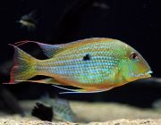 Геофагус хеккеля 5см  (SH032)