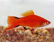 Меченосец красная комета 4см (CH015)