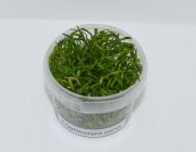 Криптокорина парва (TC 14)