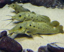 Жирафовый сом (Auchenoglanis occidentalis) купить с доставкой