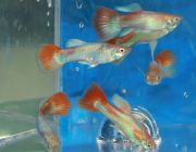 Гуппи самцы радужный металлик