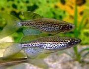 Данио леопардовый вуалевый