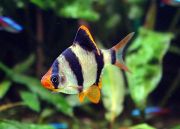 Барбус суматранский 3,5см (BH009)