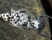 Моллинезия мраморная лирохвостая 4см (CH0172)