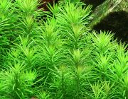 Погостемон эректус (горшок) (PP 134)