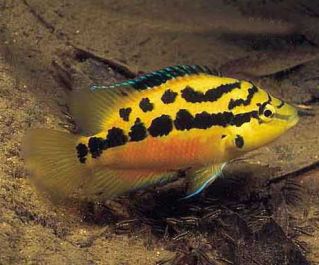 Цихлазома сальвини 4-4,5см купить с доставкой